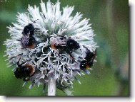 �mel��ci v akci