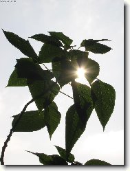 V�no�n� hv�zda