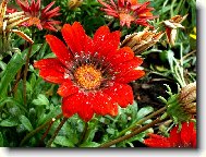 �erven� Karkulka