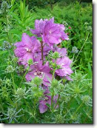 Ostro�ka v n�ru�i bodl��k�