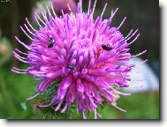 Jak se �ije brou�k�m