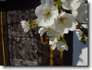 Jak se pozn� jaro?