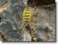 Pavou�� krasavec