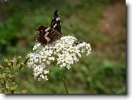 zn�soben� kr�sa