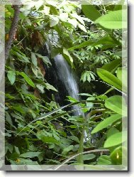 Z tropick�ho sklen�ku v ZOO Safari