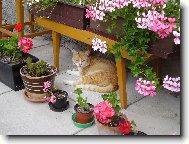 Tady se schov�v� na�e ko�i�ka p�ed sluncem