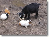 K�zle a jeho kamar�di