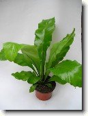 Asplenium vlasov�