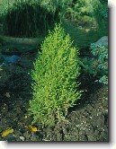 Cyp�i� velkoplod�