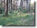 Rudna - Rudn