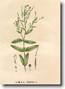 Vrbovka malokv�t�